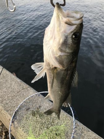 vj28ホームデビュー