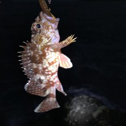 シーバスとロックフィッシュ釣果