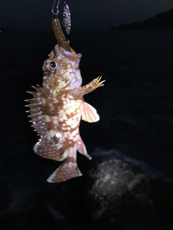 シーバスとロックフィッシュ釣果