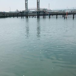 根掛かりかと思ったら走り出した!