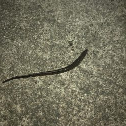 アナゴ釣りpart 2