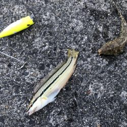 天橋立を見ながら