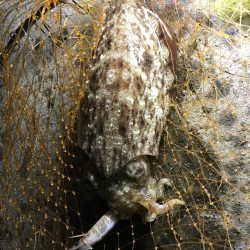久しぶりのコウイカ、カサゴ