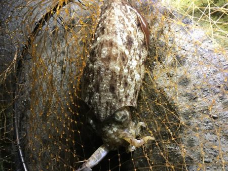 久しぶりのコウイカ、カサゴ