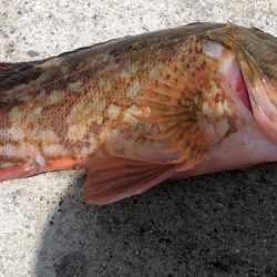 ショアジギング