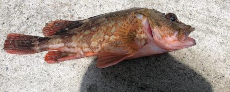 ショアジギング