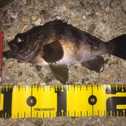 まだ楽しめた!メバル‼︎