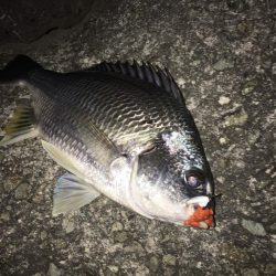 淀川のチニングパート2