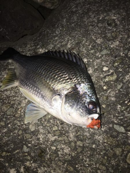 淀川のチニングパート2