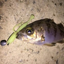 癒しのチビメバル