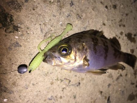 癒しのチビメバル