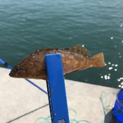 カレイはどこ？