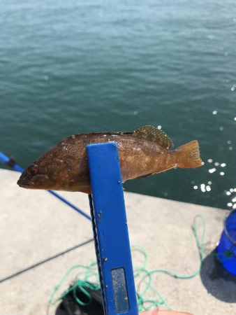 カレイはどこ？