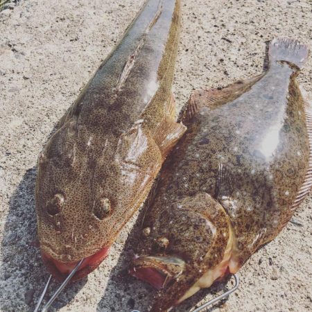 念願のヒラメ(ソゲ)