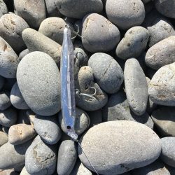 シイラゲット！