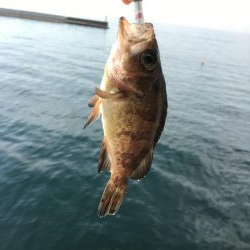 ライトな五目釣り