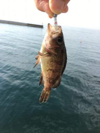 ライトな五目釣り