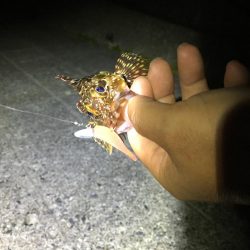 ガンシップ45Fでナイサイメバル