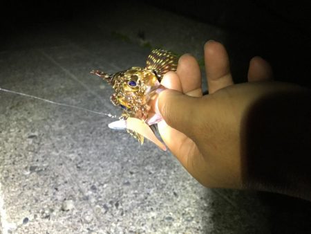 ガンシップ45Fでナイサイメバル