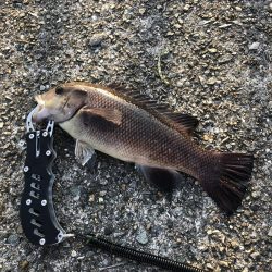 タンゴブゲーム