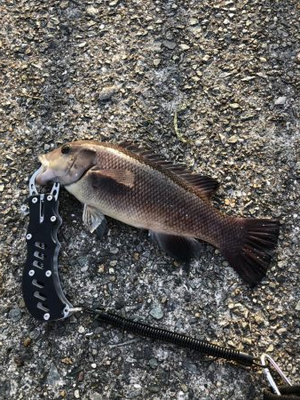 タンゴブゲーム