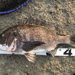 イチノ兄弟、釣果!