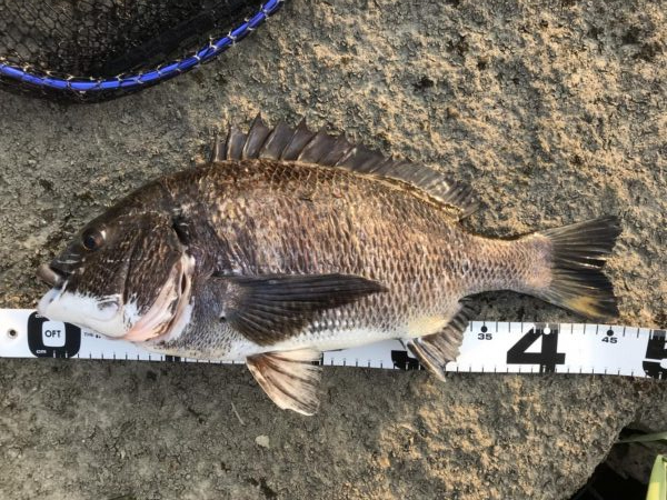 イチノ兄弟、釣果!