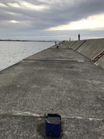 武庫川一文字 サゴシ・大サバ