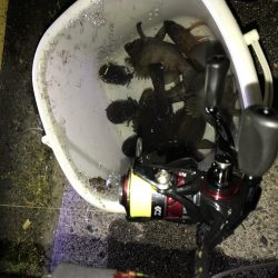 メバル、ミミイカ、タコ