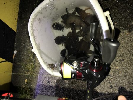 メバル、ミミイカ、タコ