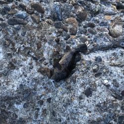 メバルももう終わりかな？