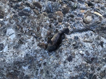 メバルももう終わりかな？