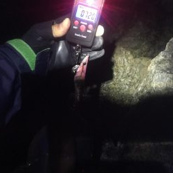 シブシブ エギング