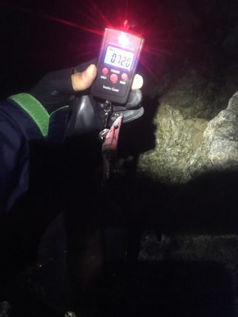 シブシブ エギング