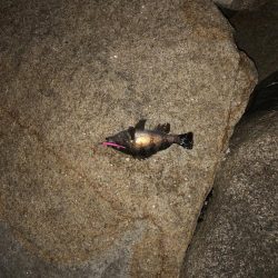 自己最高記録更新ガシラ