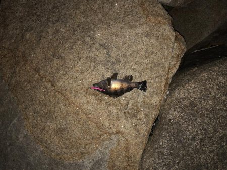 自己最高記録更新ガシラ