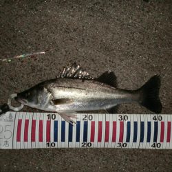 まだまだバチシーバス