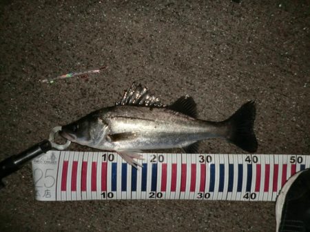 まだまだバチシーバス