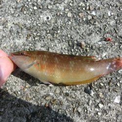 ガシラとベラのオンパレード