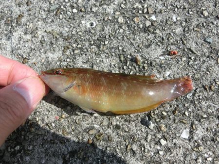 ガシラとベラのオンパレード