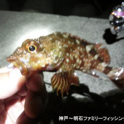 メバル激渋だが期待を裏切らないガッシー