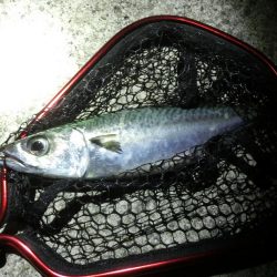 ガシラとサバの乱舞