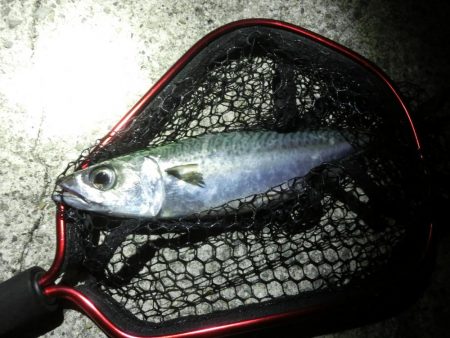 ガシラとサバの乱舞