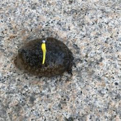 メバル・タケノコ掘り