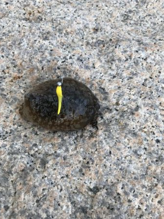 メバル・タケノコ掘り