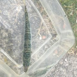 今年は鯖が長い!?