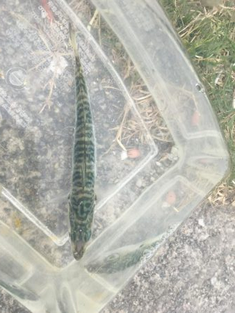 今年は鯖が長い!?