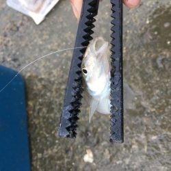 40センチ級のアジ狙いのはずが