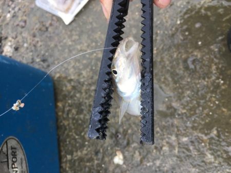 40センチ級のアジ狙いのはずが