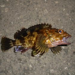 夜釣り前打ち・カサゴばっかり